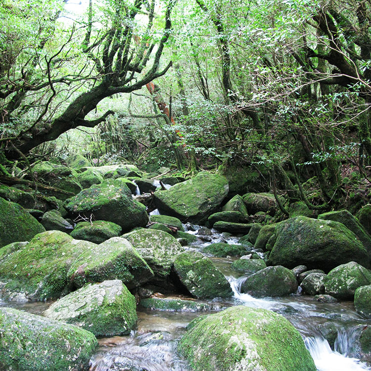 屋久島移住を希望される方