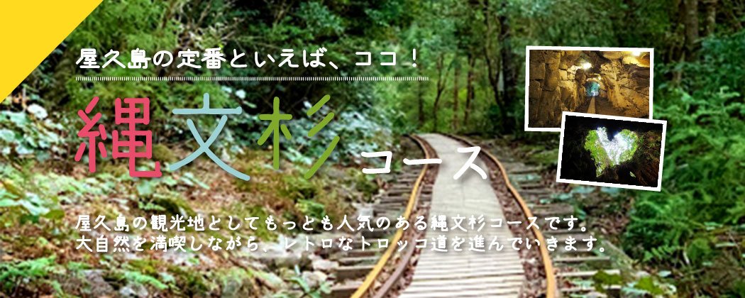 屋久島の定番といえば、ココ！縄文杉コース