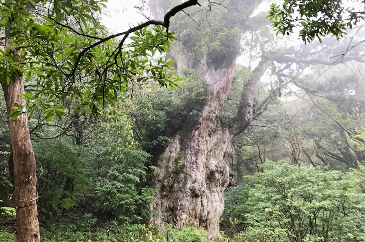 縄文杉